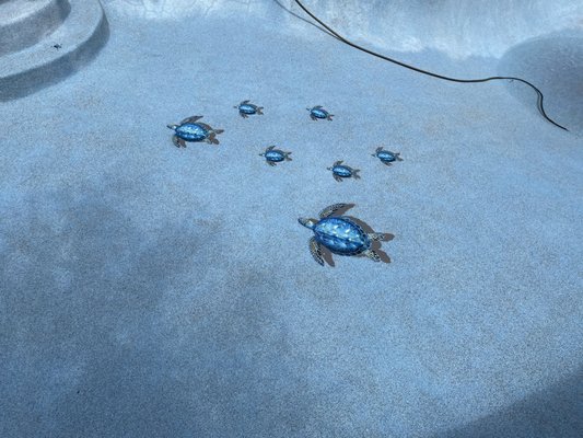 Turtles installed and cleaned