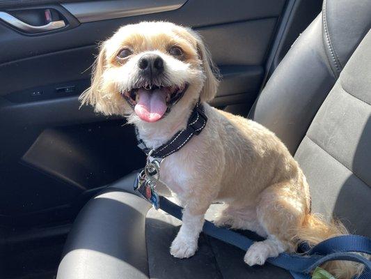 Mads after his fresh cut, from mop to a soft, happy boy.