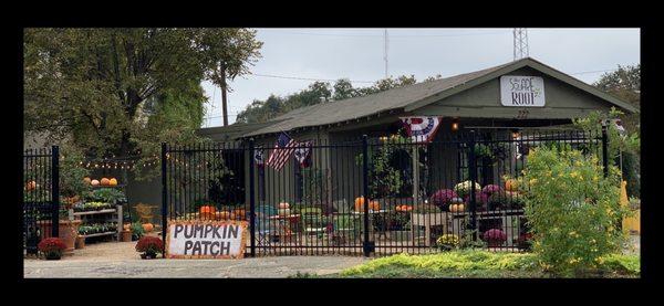 The Square Root Pumpkin Patch 2019