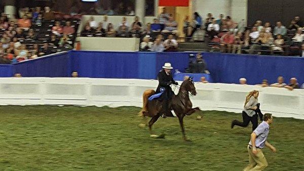 Bo, Craig, and Paul Cates winning at the World's Championship Horse Show 2016.