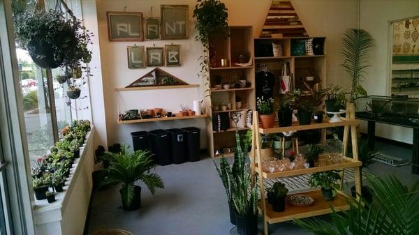 A cool selection of plants, pots, frames - all kinds of stuff!