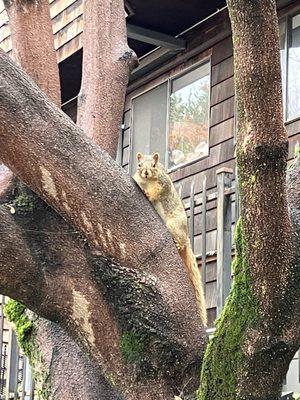 Squirrel