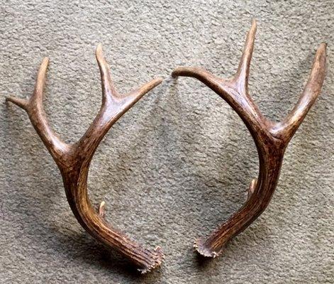 Antlers for Sweat Lodge