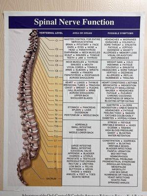 Spinal Nerve Function