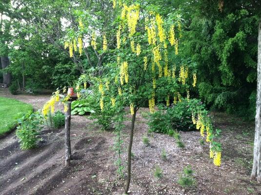 Golden Chain Tree by my garden. Old Time Tree Cutter.