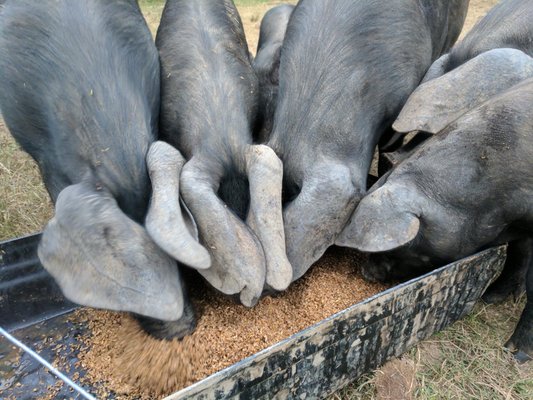 Our very own pasture raised, Large Black pigs eating spent grain from Jersey Girl Brewery down the street.