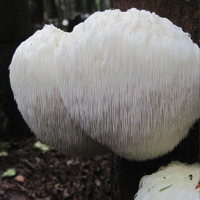 Lions Mane