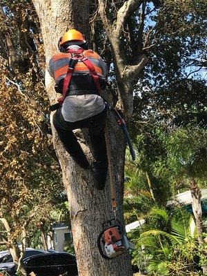 Florida Tree Trimmers