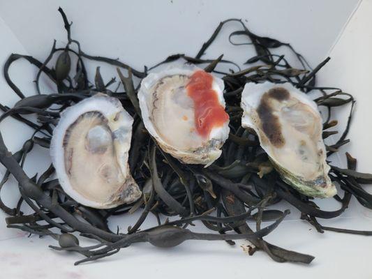 Oysterpalooza 5/11/24