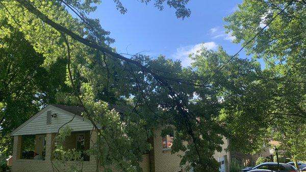 Broken branch near porch