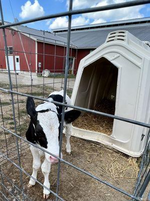 Meet the black & white Holstein Calves @ The Free Weekend Dairy Tour @ Great Brook Dairy Farm in Carlisle MA