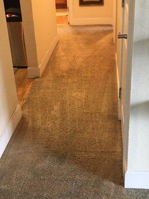 Renu Carpet Cleaning