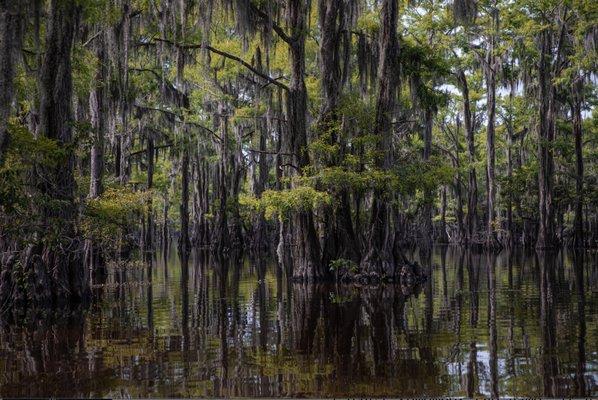 Kayaking on Caddo Lake