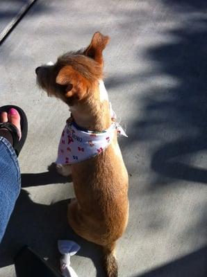 Heidi's "Summer Cut" from Tidy Tails Grooming.