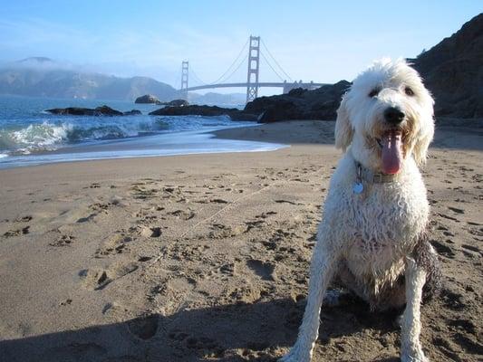 Rocco at Baker Beach