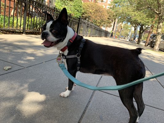 Ruthie enjoying her afternoon walk!