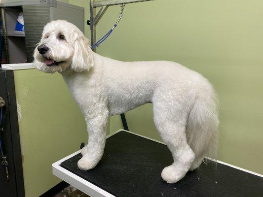 Bodie's Previous groomer photos sent to me while grooming to ensure length was good.