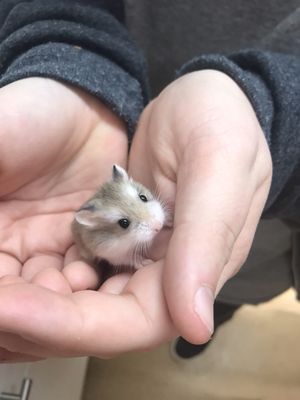 Baby Hamster getting ready to go to foster care