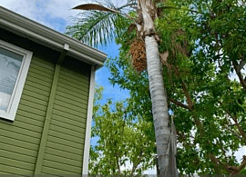 Best tree services in Orange County- Emergency Tree Removal, Stump Removal, Palm Tree Maintenance, Bobcat Services, Site Cleanup & more!