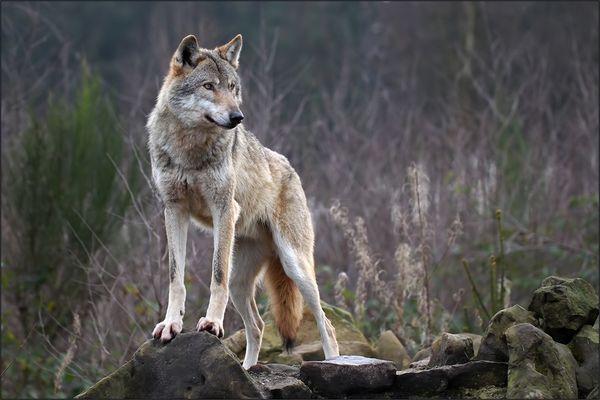 Wolf Photo in National Park