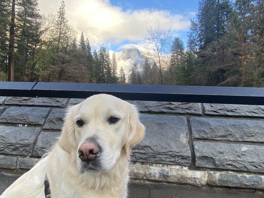 Yosemite Dog Sitter