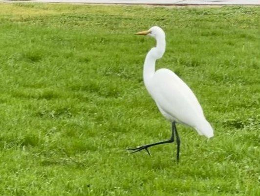 an egret is searching for salamanders on a wet morning in the grass of the condo complex.