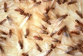 Drywood termite swarmers