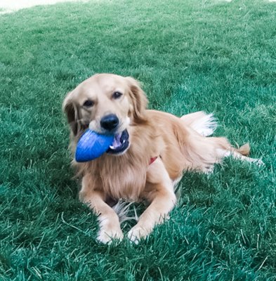 Playing catch with his favorite Woofie's pet sitter!