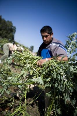 Day Worker Center of Mountain View - gardening