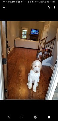 The well trained Keen dog who sat at the front door for 10 min with the door open