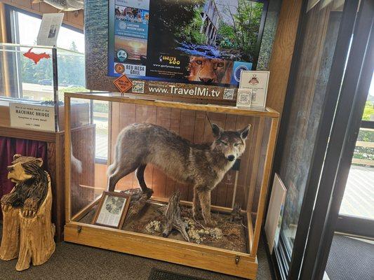 Display of taxidermy animals