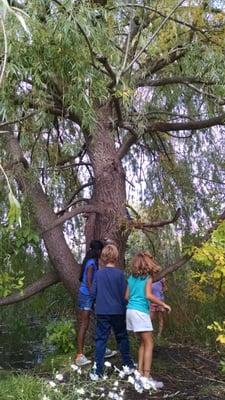 Awesome climbing tree