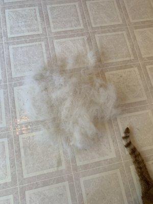 The pile of hair I brushed out of my dog after paying $70 for her to be groomed and de-shed.