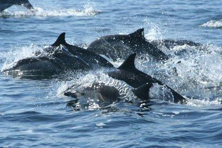 More dolphins in Southern CA than everywhere else combined!