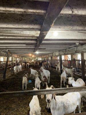 Goats hanging out in the barn