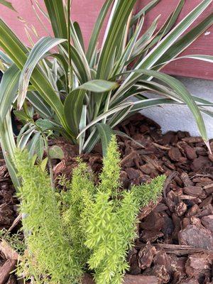 Foxtail fern and dianella installed in the planter