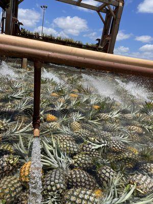 washing of fruit