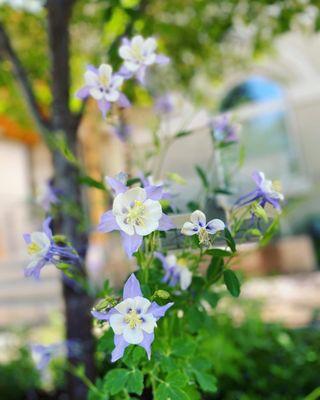 Colorado State Flower, could she be any more amazing?