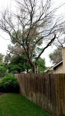 Gonzalez Tree service . All types of Removals of anykind . Free estimate . excellent prices . 512-981-3955