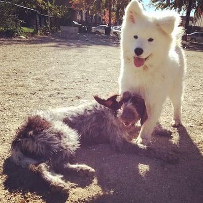 Muffin playing with a friend at doggie playgroup