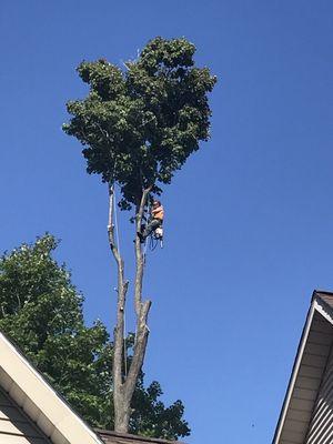 1 of our arborists removing a large difficult tree.