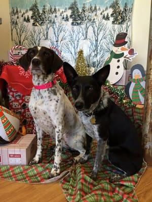 Winter Photo Booth at SFPP featuring office dogs!