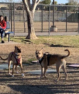 Dogs at play