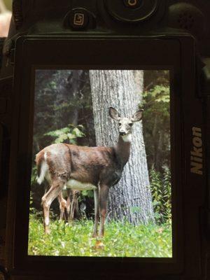 Deer in the backyard.