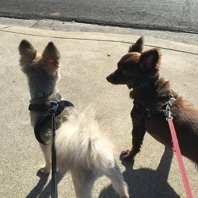 Theo & Gizmo wondering what's across the street in the tree! Loving the fresh air, and exercise!