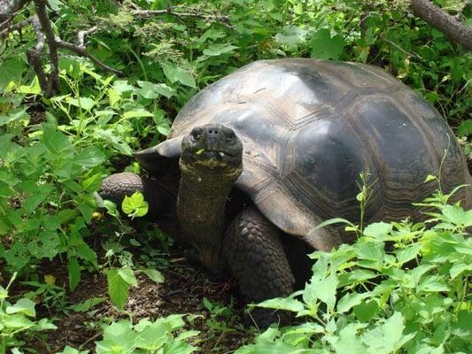 Up close and personal in the Galapagos.