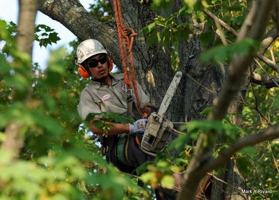 Mountain Tree Service