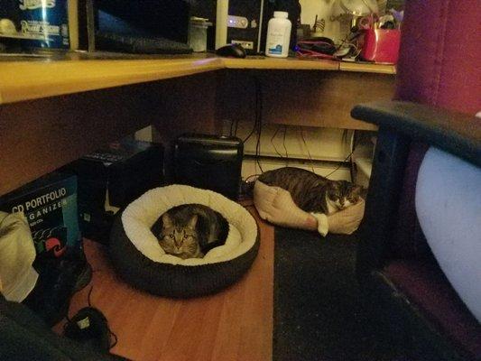 In the brown cat bed is Minnie and the pink one is Gregory. We got Minnie from the animal shelter in kennebunk.