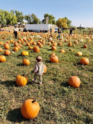 Exploring at the Pumpkin Patch!!