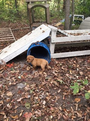 Puppy enrichment area